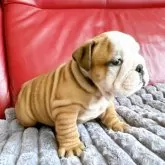 ブルドッグ【兵庫県・男の子・2024年9月15日・レッドアンドホワイト】の写真3「ムチムチボディ💕」