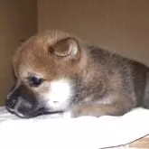 柴犬(標準サイズ)【静岡県・男の子・2025年8月12日・レッド】の写真5