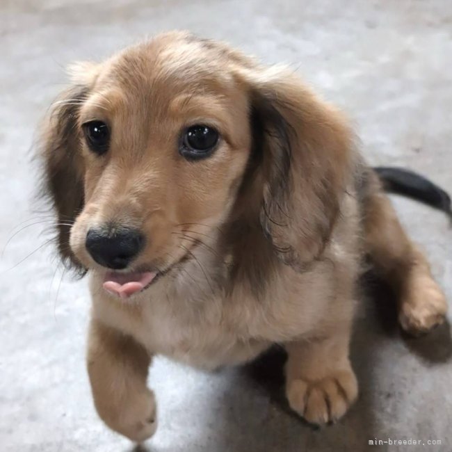 高木昇剛ブリーダーのブログ：マライア