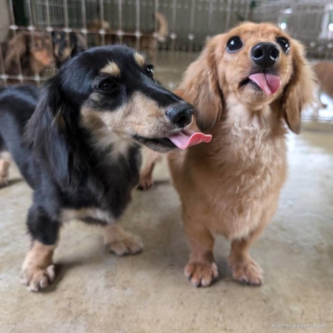 高木昇剛ブリーダーのブログ：アクア＆ドリス