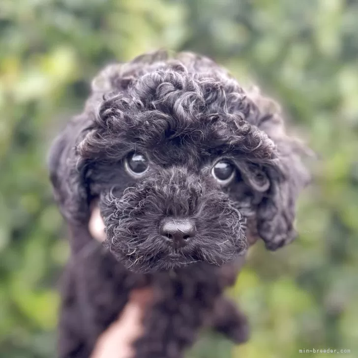 H.M 様のお迎えした子犬