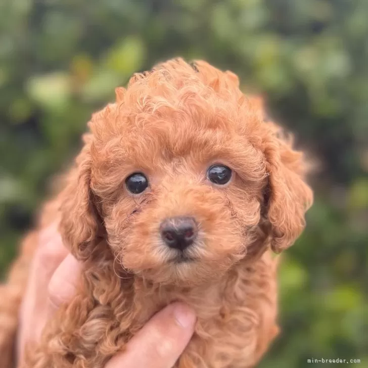 M.A 様のお迎えした子犬