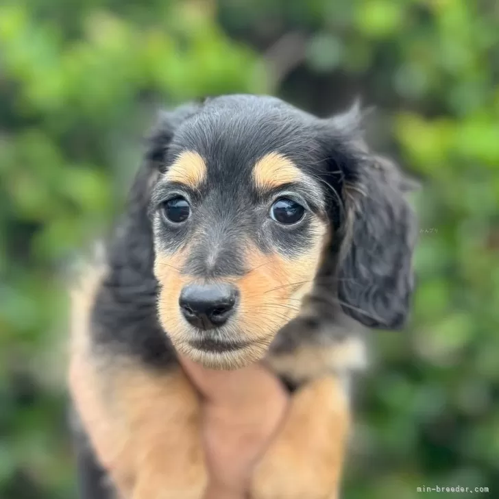 ID:2507-02197の子犬