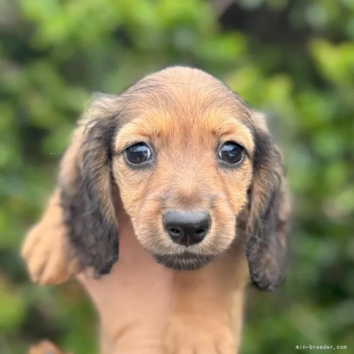 ID:2507-02200の子犬
