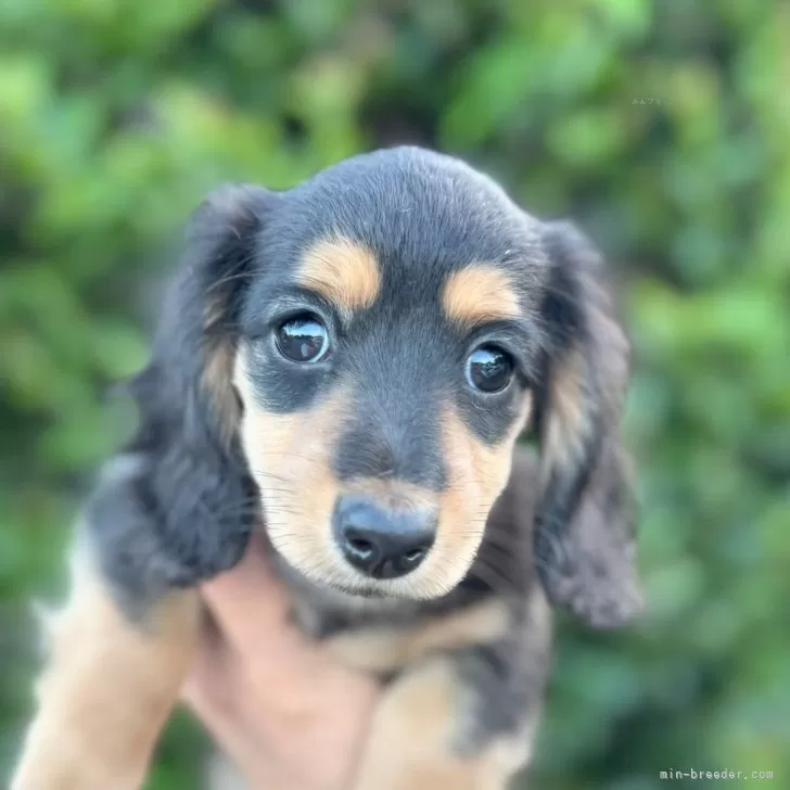 サリー 様のお迎えした子犬