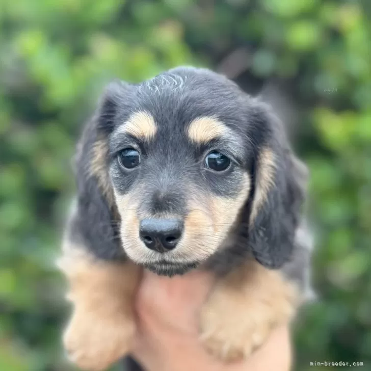 ID：2507-02198の子犬