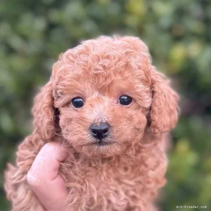ID:2411-07172の子犬