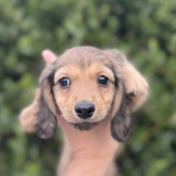 ミニチュアダックスフンド(ロング)【福岡県・男の子・2025年9月23日・シェーデッドレッド】の写真「とても元気で可愛いです」