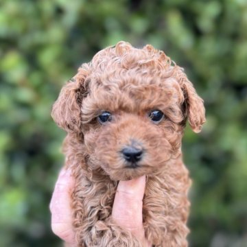 トイプードル(トイ)【福岡県・女の子・2025年9月18日・オレンジ・フォーン】の写真「とても元気で可愛いです。しっかり丈夫に育っています」