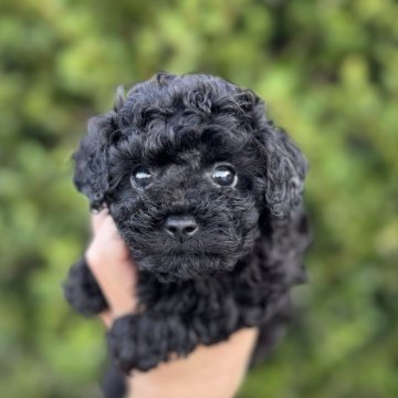 トイプードル(トイ)【福岡県・男の子・2025年9月23日・ブラック】の写真「とても元気で可愛いです。しっかり丈夫に育っています」