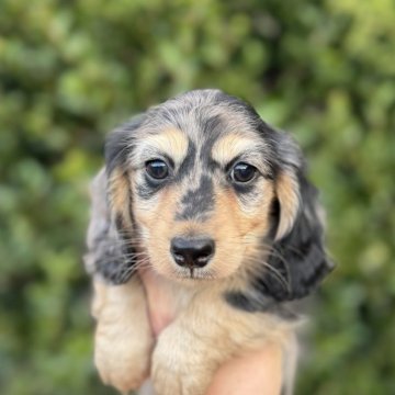 ミニチュアダックスフンド(ロング)【福岡県・男の子・2025年9月30日・シルバーダップル】の写真「とても元気で可愛いです」