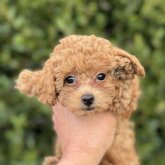 トイプードル(トイ)