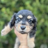 ミニチュアダックスフンド(ロング)