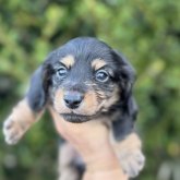 ミニチュアダックスフンド(ロング)