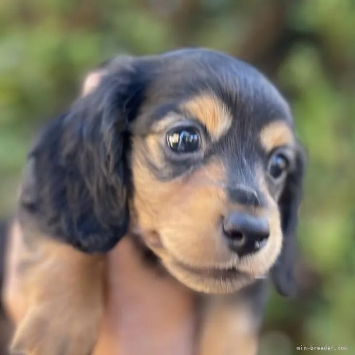 ID：2209-01574の子犬