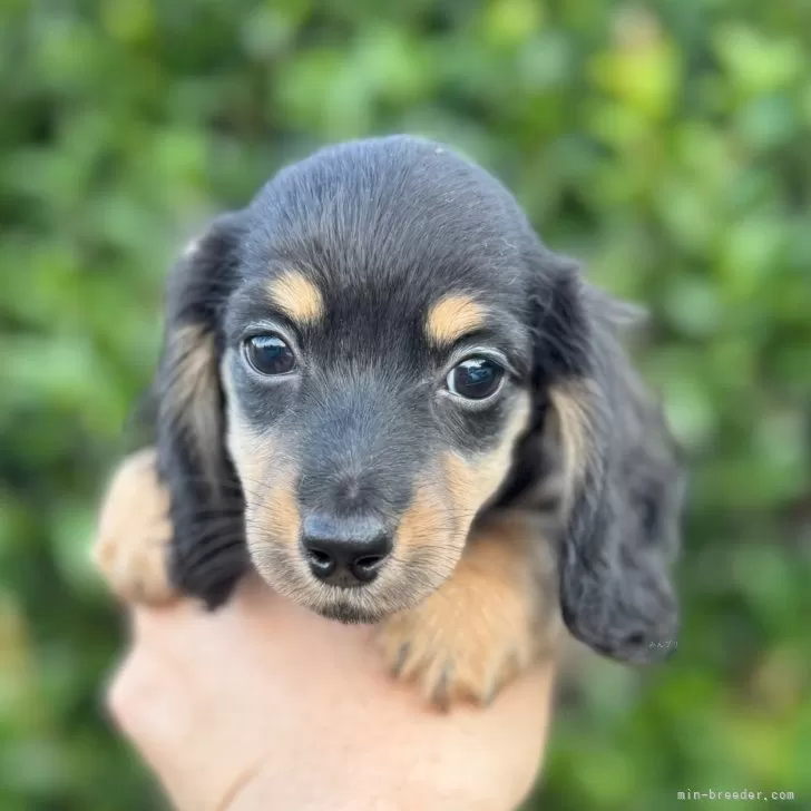 ID：2409-07086の子犬