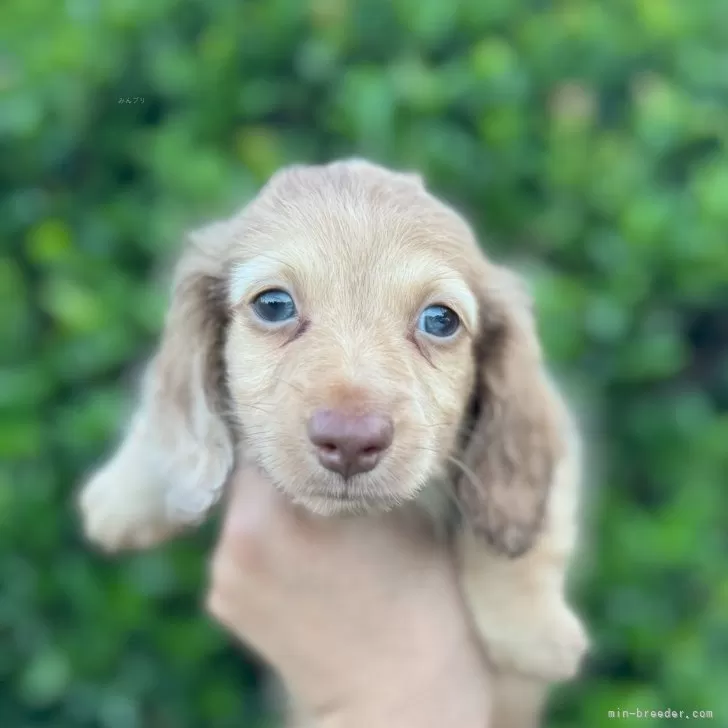 ID:2409-02957の子犬