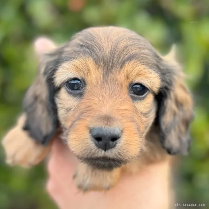 ID:2402-06516の子犬