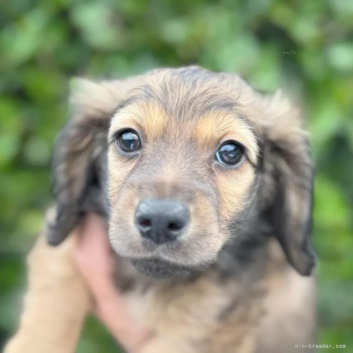 ID:2403-06981の子犬