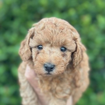 トイプードル(トイ)【福岡県・男の子・2024年8月29日・オレンジ・フォーン】の写真「とても元気で可愛いです。しっかり丈夫に育っています」