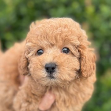 トイプードル(トイ)【福岡県・男の子・2024年8月29日・ペール・フォーン】の写真「とても元気で可愛いです。しっかり丈夫に育っています」