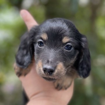 ミニチュアダックスフンド(ロング)【福岡県・男の子・2023年3月9日・ブラックタン】の写真「とても元気です」