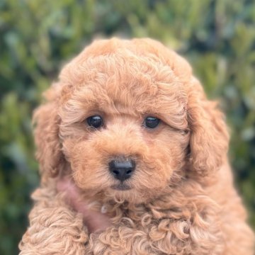 トイプードル(トイ)【福岡県・男の子・2024年2月26日・オレンジ・フォーン】の写真「とても元気で可愛いです」