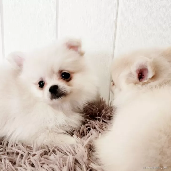 ID:2503-05169の子犬