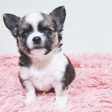 チワワ(ロング)【大阪府・男の子・2025年11月4日・レッド&ホワイト】の写真「丸々可愛いい男の子です」