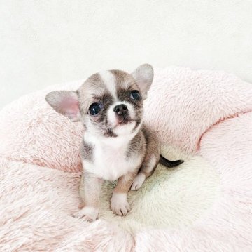 チワワ(スムース)【大阪府・女の子・2025年9月16日・レッド&ホワイト】の写真「極小さんの可愛い女の子です♪」