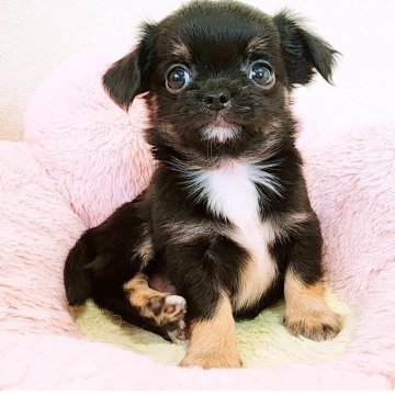 チワワ(ロング)【大阪府・男の子・2025年9月16日・ブラック&タン】の写真「人1倍懐っこい可愛い男の子です♪」