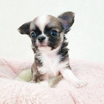 チワワ(ロング)【大阪府・男の子・2025年9月16日・レッド&ホワイト】の写真「人1倍懐っこい可愛い男の子です♪」