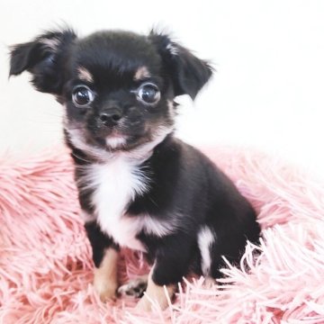 チワワ(ロング)【大阪府・男の子・2025年9月16日・ブラック&タン】の写真「人1倍懐っこい可愛い男の子です♪」