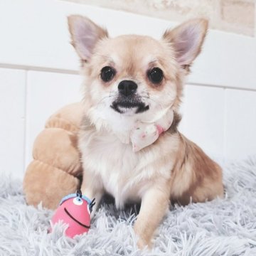 チワワ(ロング)【大阪府・女の子・2025年6月17日・レッド】の写真「レッドの可愛いい女の子です💕」