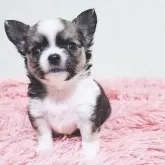 チワワ(ロング)