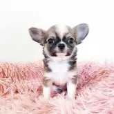 チワワ(ロング)