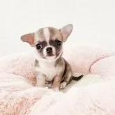 チワワ(スムース)【大阪府・女の子・2025年9月16日・レッド&ホワイト】の写真3