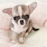 チワワ(スムース)【大阪府・女の子・2025年9月16日・レッド&ホワイト】の写真5