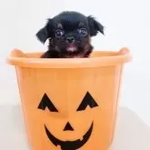 チワワ(ロング)【大阪府・男の子・2025年9月16日・ブラック&タン】の写真6