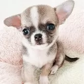 チワワ(スムース)【大阪府・女の子・2025年9月16日・レッド&ホワイト】の写真7