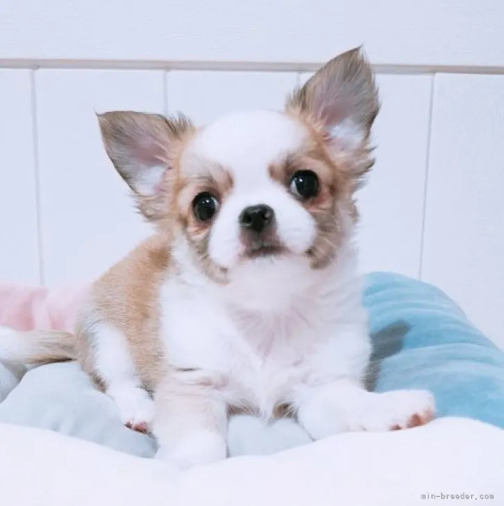 ID：2307-01064の子犬