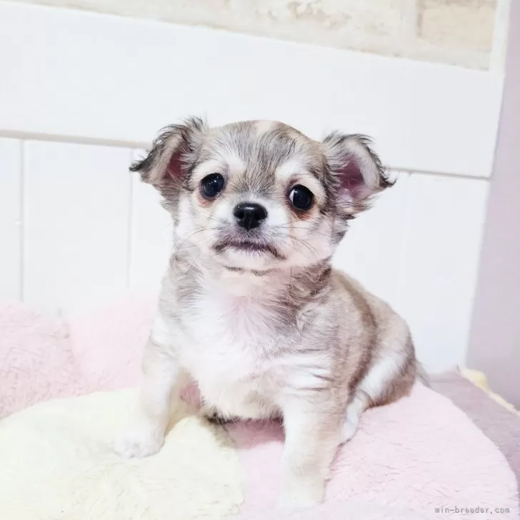 ID：2408-03028の子犬