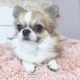 チワワ(ロング)【・男の子・2020年3月8日・レッド&amp;ホワイト】