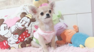 チワワ(ロング)【大阪府・男の子・2021年5月20日・フォーン&ホワイト】の写真「甘えたなちびっ子ストーカー♪」