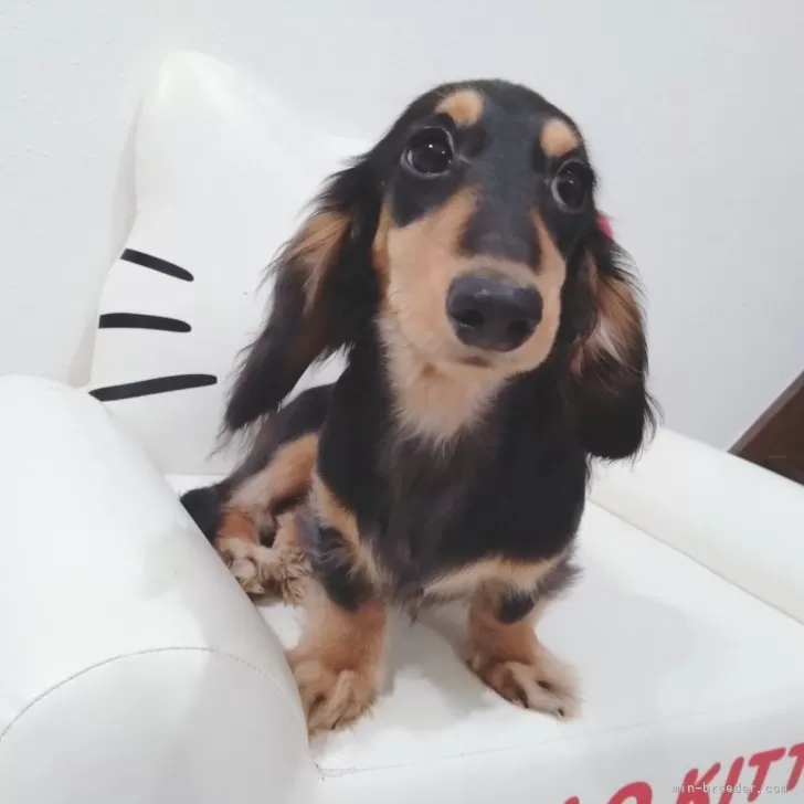 ID：2309-05541の子犬