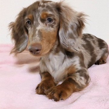 ミニチュアダックスフンド(ロング)【兵庫県・男の子・2024年3月20日・チョコダップル】の写真「人懐っこいチョコダップルの男の子」