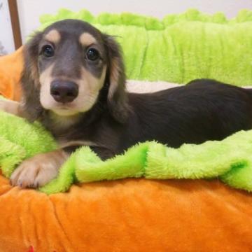 ミニチュアダックスフンド(ロング)【兵庫県・男の子・2022年7月13日・チョコタン】の写真「可愛いチョコタン君」