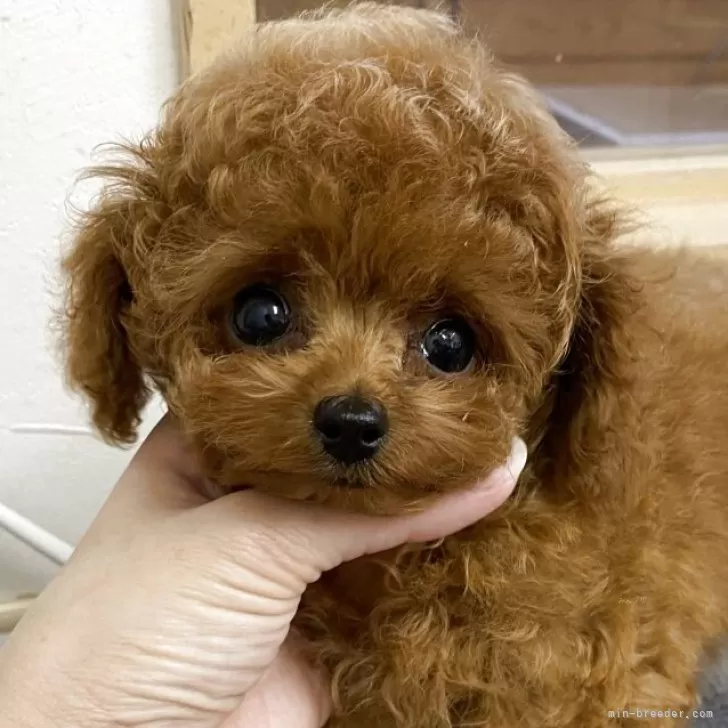 ID：2506-00014の子犬