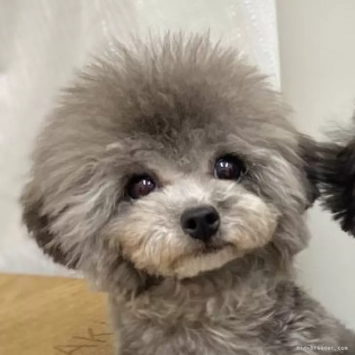 M.M 様のお迎えした子犬