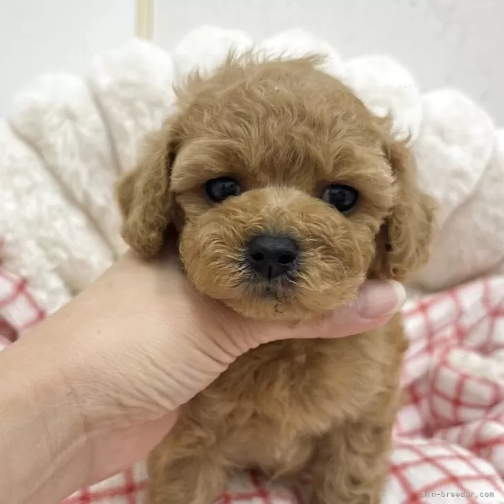 トイプードル(トイ)【広島県・男の子・2026年2月19日・アプリコット】の写真1